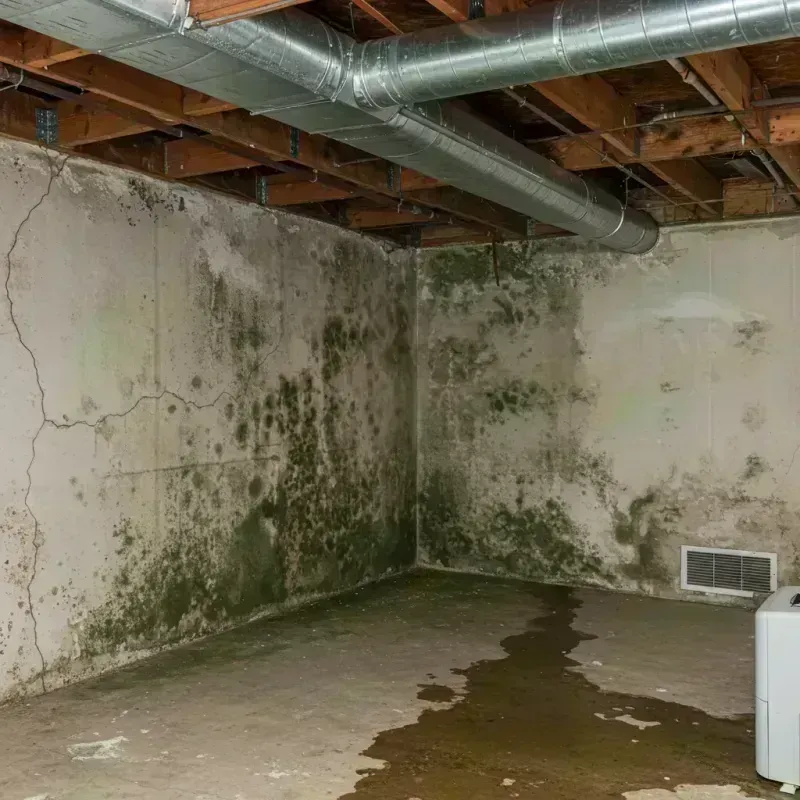 Professional Mold Removal in San Ysidro, NM